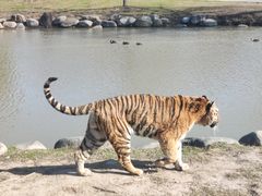 -上海野生动物园