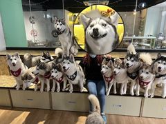 -Husky Go! 哈士奇体验馆·宠物咖啡厅狗咖