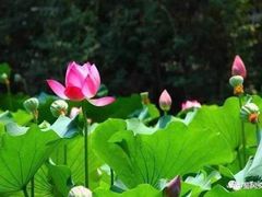 -白洋淀景区