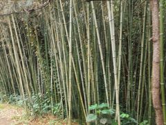 -日照海滨国家森林公园