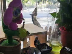 -Goku PET SHOP宠物视觉生活馆(双井店)