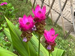 -中国科学院西双版纳热带植物园