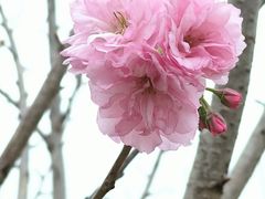 -天适樱花悠乐园
