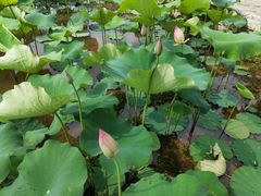 -武汉紫薇都市田园