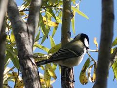 -野鸭湖国家湿地公园