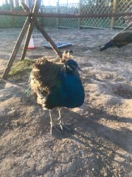 -萌宠亲子动物乐园(槐房万达店)