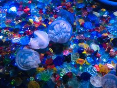 -成都浩海立方海洋公园