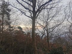 -紫金山山顶公园