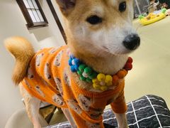 -逗柴咖啡屋·狗咖猫咖宠物桌游