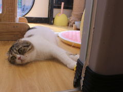 -啵啵喵·猫咖(攀华国际店)