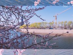-桃花堤公园
