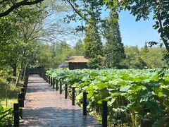 -溱湖国家湿地公园