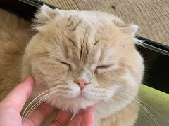 -CAT’S MEWSTAR CAFE·喵星球猫屋(晴湾咖啡店)