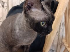 -楼上猫咖(罗湖店)