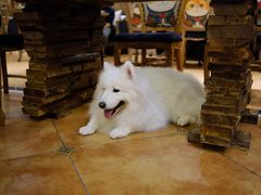 -more than meow吴止猫主题餐厅(承德 中船汇店)