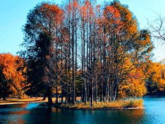 -上海共青森林公园