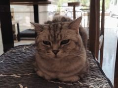 -平行世界·猫咖(首经贸店)