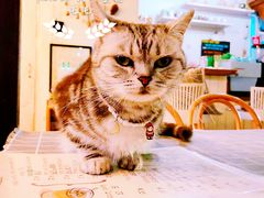 -海边的猫和咖啡馆