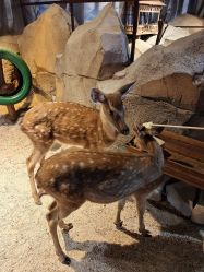 -酷嗒动物文化乐园(cutezoo西溪乐天城店)