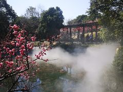 -林屋梅海青梅保护基地