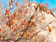-大岭沟猕猴桃谷风景区
