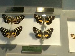 -上海昆虫博物馆