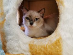 -藏猫猫咖啡主题馆(中央大道店)