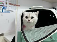 -宠颐生宠物医院·犬猫全科·皮肤科(商业街店)