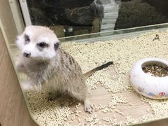 -藦茜花园宠物主题亲子互动体验馆(国顺东路店)