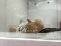 -1013 PET SHOP精品宠物商店(丁香店)