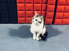 -AOE 火焰 剧本密室狼人杀