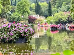 -深圳仙湖植物园