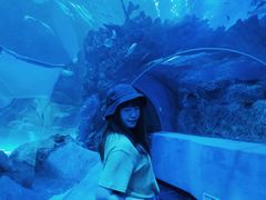 -芜湖新华联大白鲸海洋公园