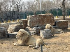 -秦皇岛野生动物园