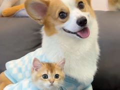 -翊宠yipet猫狗购宠庄园犬舍•猫舍