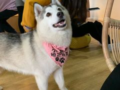 -Husky Go! 哈士奇体验馆·宠物咖啡厅狗咖