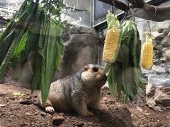 -广州长隆飞鸟乐园