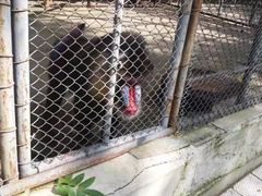 -哈尔滨北方森林动物园