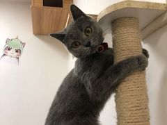 -三花喵·撸猫购宠·宠物生活馆(虹桥南丰城店)