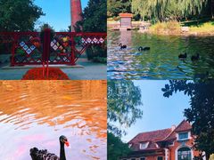 -上海共青森林公园