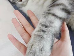 -十年猫舍·猫咪专门店(普陀店)