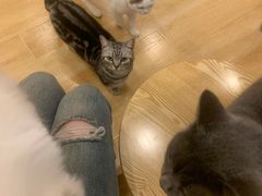 -猫咪派对(江南西店)