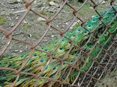 -金孔雀温泉旅游度假村