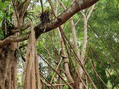 -中国科学院西双版纳热带植物园