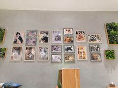 大堂-藏猫猫咖啡主题馆(中央大道店)