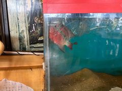 -大树下海鲜饭店