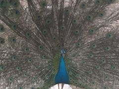 景点-罗庄动物园