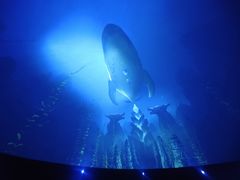 -芜湖方特东方神画
