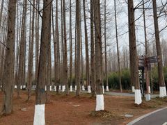 -黄海国家森林公园