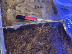 -77号渔船·蒸海鲜青岛菜(积米崖店)